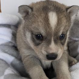 Alaskan Klee Kai, Pugs, and Shiba Inu from khshibas-khpugs