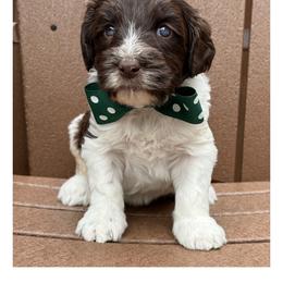 Mister Hunter - Chocolate male Australian Labradoodle puppy in Wake Forest, North Carolina from Lucky Country Labradoodles