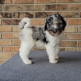 Flurry - Bernedoodle puppy from Southern Home Pups