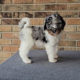 Flurry - Bernedoodle puppy from Southern Home Pups