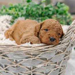 Whitney - Red  female Goldendoodle puppy in Iola, Texas from Supreme Doodles of Texas