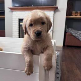 Scotty - Golden male Golden Retriever puppy in Piedmont, South Carolina from The Farm at Saluda Ridge
