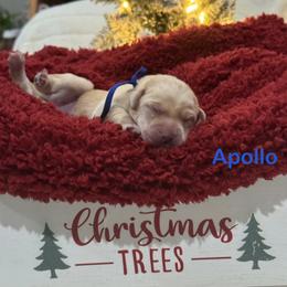 Apollo - Yellow male Labrador Retriever puppy in Tigard, Oregon from Morrison Labrador Retreivers