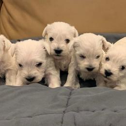 Miniature Schnauzers from Rivertree Miniature Schnauzers