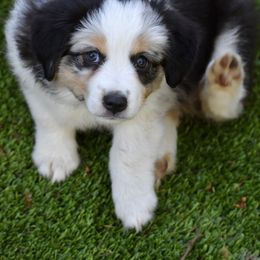 Australian Shepherd and Miniature American Shepherd Puppies from Bright Heart Aussies & Miniature American Shepherds