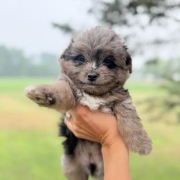 Glacier - Blue merle male Aussiedoodle puppy in Kalamazoo, Michigan from Creekside Ranch
