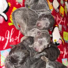 Yogurt - Blue female German Shepherd puppy in Fort Jennings, Ohio from Von Holtzapple German shepherds