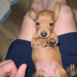 Blondie - Cream female Dachshund puppy in Kalama, Washington from Neeley Family's Weenies