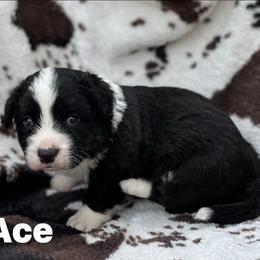 Ace-fluffy - Black and white male Cardigan Welsh Corgi puppy in Hope, Arkansas from Foxy Knoll Farm