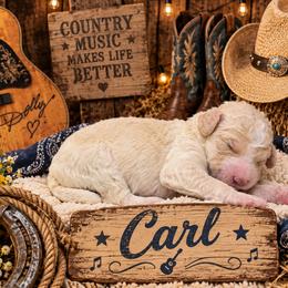 Carl - Cream and white male Aussiedoodle puppy in Lavonia, Georgia from H & A Kennels