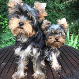Yorkshire Terrier Puppies from Liz’s Yorkshire Terriers