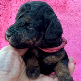 Hot Pink - Phantom female Poodle puppy in Simms, Texas from Donna’s Aussies & Pink Heart Poodles