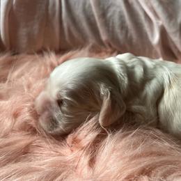 Little Girl - Buff and white female Cocker Spaniel puppy in Draper, Virginia from S&J Spaniels