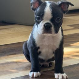 Frankie (AKC, girl) - Black and white female Boston Terrier puppy in Wildwood, Missouri from Belleville Bostons
