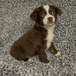 Peaches - Red tri female Miniature Australian Shepherd puppy in Michie, Tennessee from Acton Aussies