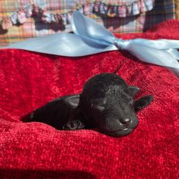Licorice - Black male Labradoodle puppy in St George, Utah from Terra's Swann's Kennels