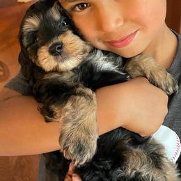 Cavapoo, Pyredoodle, and Sheepadoodle Puppies from Davis Family Doodles