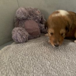 Brigeta - Collie puppy from Three Collie Farm