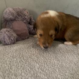 Brigeta - Collie puppy from Three Collie Farm