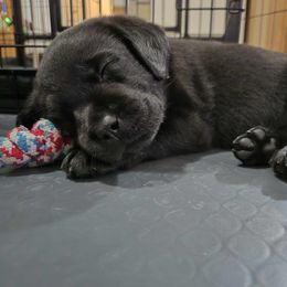 Labrador Retriever Puppies from Steele Caliber Retrievers