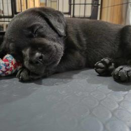 Labrador Retriever Puppies from Steele Caliber Retrievers