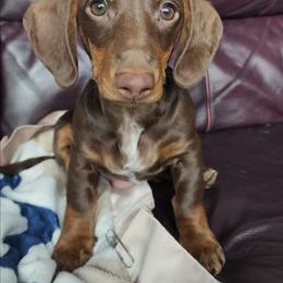 Eddie - Dachshund