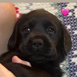 Miss Pink - Black female Labrador Retriever puppy in Clinton, Tennessee from Summer Rose