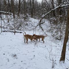 Black Mouth Cur All Grown Up from Shipman Black Mouth Curs