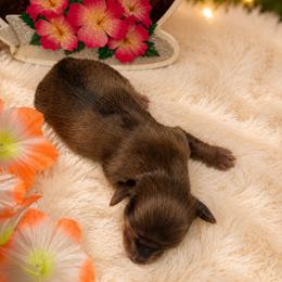 Red dapple - Dapple male Dachshund puppy in Pleasant Plains, Arkansas from JGBs Silver Spur Dachshunds