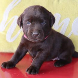 Sky - Chocolate female Labrador Retriever puppy in Camden, Indiana from Camden's Caring Canines