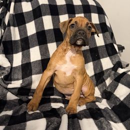 Female 3 - Fawn female Boxer puppy in Prestonsburg, Kentucky from Bre’s Boxers