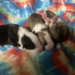 Miniature Bull Terrier Puppies from Spitfire Miniature Bull Terriers