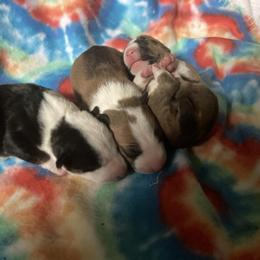 Miniature Bull Terrier Puppies from Spitfire Miniature Bull Terriers