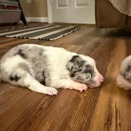 Carley girl - Blue merle female Border Collie puppy in Fairview, Tennessee from Hoffman Forest Acres LLC