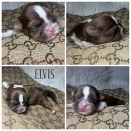 Elvis - Liver and white male Shih Tzu puppy in Coolidge, Arizona from Shih Tzu’s  ‘N’ Love
