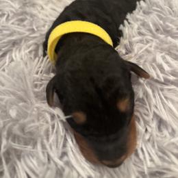 Yellow - Black and tan male Airedale Terrier puppy in Huntersville, North Carolina from Cool Hand Luke Kennels