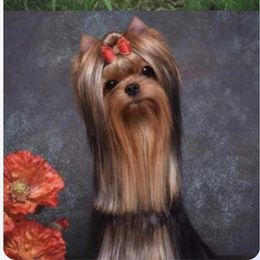 Prince Harry - Yorkshire Terrier