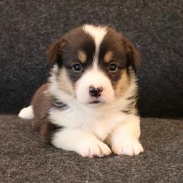 Pucker - Black and tan male Pembroke Welsh Corgi puppy in Arcanum, Ohio from Weissway Corgis