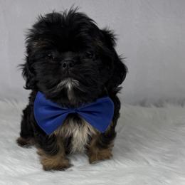 Jagger - Black and tan male Shih Tzu puppy in Columbia, Kentucky from Lisa Bandy Luxe Shih Tzu