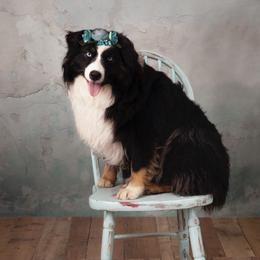 Sally - Australian Shepherd