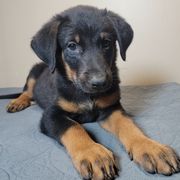 Boy 1B - Black and tan male Beauceron puppy in Vale, North Carolina from Von Katzenstein Kennel