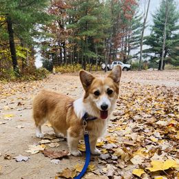 Mochi - Pembroke Welsh Corgi