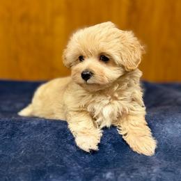 Charlotte - Tan female Morkie puppy in Beebe, Arkansas from Cedar Hill Kennel