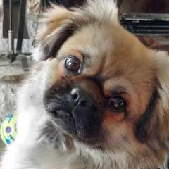 Tibetan Spaniels from Fourcorners