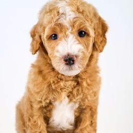Boy 4 - Bernedoodle puppy from Our Little Farm Life Doodles