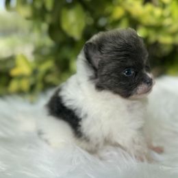 Leia - Blue parti female Pomeranian puppy in Sandia, Texas from Broken Arrow Poms