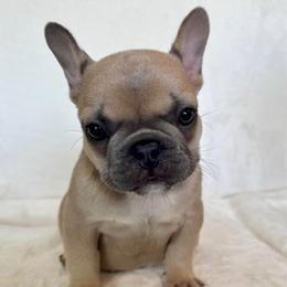 Girl 1 - Blue fawn female French Bulldog puppy in Walnut, California from Flores Frenchies