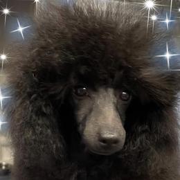 Chase - Poodle