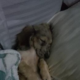Basset Hound and Dachshund Puppies from V's Southern Angels