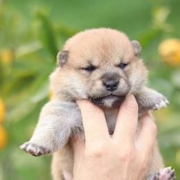 Sunny - Red female Shiba Inu puppy in Napa, California from Shinin Shibas